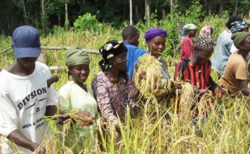 Nimba tops Agriculture sector, LISGIS Census Reveals