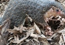 Liberia Celebrates 1st World Pangolin Day