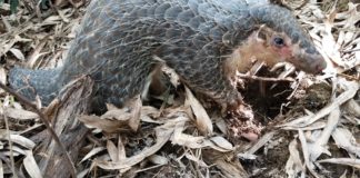 Several Bags of Pangolin Scales Confiscated in Nimba