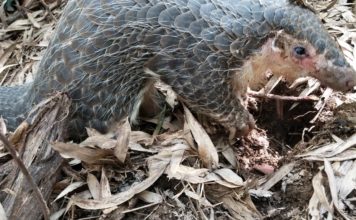 Liberia Celebrates 1st World Pangolin Day