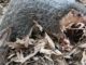 Liberia Celebrates 1st World Pangolin Day