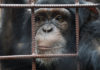 Chimpanzee again takes away two children in Liberia Northern Nimba County Chimpanzee