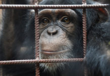 Chimpanzee again takes away two children in Liberia Northern Nimba County Chimpanzee