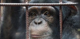 Chimpanzee again takes away two children in Liberia Northern Nimba County Chimpanzee