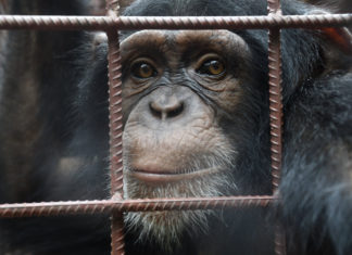 Chimpanzee again takes away two children in Liberia Northern Nimba County Chimpanzee