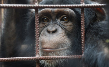 Chimpanzee again takes away two children in Liberia Northern Nimba County Chimpanzee