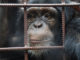 Chimpanzee again takes away two children in Liberia Northern Nimba County Chimpanzee