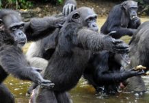 Liberia: FDA and partners to celebrate World Wildlife on March 3