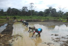 Sustainable Farming Method Brings New Hope for the Conservation of Gola Forest National Park