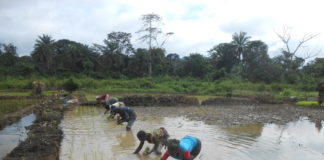 Sustainable Farming Method Brings New Hope for the Conservation of Gola Forest National Park