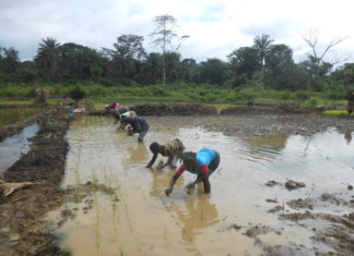 Sustainable Farming Method Brings New Hope for the Conservation of Gola Forest National Park