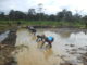 Sustainable Farming Method Brings New Hope for the Conservation of Gola Forest National Park