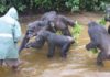 Liberia’s research Chimpanzees suffer acute food shortages in COVID-19 crisis