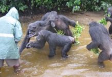 Liberia’s research Chimpanzees suffer acute food shortages in COVID-19 crisis