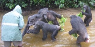 Liberia’s research Chimpanzees suffer acute food shortages in COVID-19 crisis