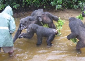 Liberia’s research Chimpanzees suffer acute food shortages in COVID-19 crisis