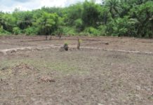 CEM Embarks on Agriculture Project in rural Montserrado County
