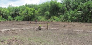 CEM Embarks on Agriculture Project in rural Montserrado County