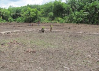 CEM Embarks on Agriculture Project in rural Montserrado County