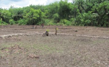 CEM Embarks on Agriculture Project in rural Montserrado County