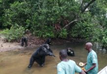 Humane Society International Seeks more Protection For wildlife In Liberia
