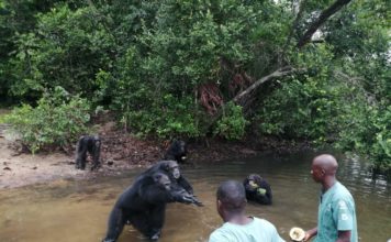 Humane Society International Seeks more Protection For wildlife In Liberia
