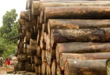 Liberia: Sewacajua Community to terminate Mandra’s Logging Company Operations