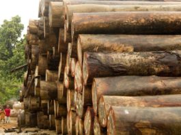 EU votes to end illegal logging agreement with Liberia