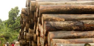 Liberia’s forest regulator remains mute on status of several thousand logs abandoned  in Nimba