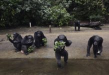 Humane Society International supports Liberia’s celebration of World Chimpanzee Day