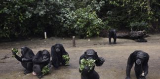 Humane Society International supports Liberia’s celebration of World Chimpanzee Day
