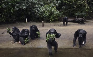 Humane Society International supports Liberia’s celebration of World Chimpanzee Day