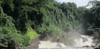 ‘Notorious hunter, Bangura Family pose threats to Gola Forest National Park’ JPN investigation uncovers