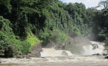 ‘Notorious hunter, Bangura Family pose threats to Gola Forest National Park’ JPN investigation uncovers