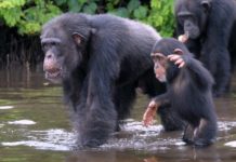 Liberia Celebrates World Wildlife Day on March 3