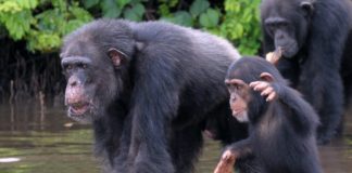 Liberia Celebrates World Wildlife Day on March 3