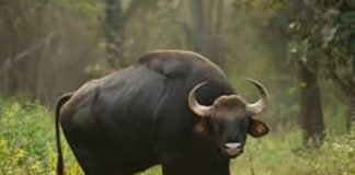 Angry Bush Cow Kills Man, one on Critical List in in Cape Mount