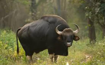 Angry Bush Cow Kills Man, one on Critical List in in Cape Mount