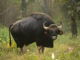 Angry Bush Cow Kills Man, one on Critical List in in Cape Mount