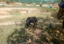 Court Dismisses Charge Against 30-year-old Man who admitted raping a pregnant Sheep in Lofa