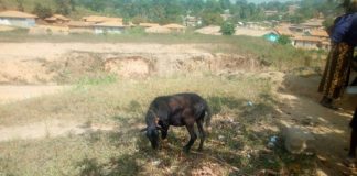 Court Dismisses Charge Against 30-year-old Man who admitted raping a pregnant Sheep in Lofa