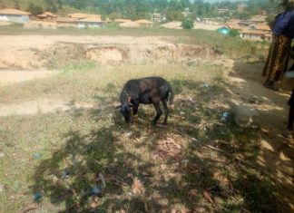 Court Dismisses Charge Against 30-year-old Man who admitted raping a pregnant Sheep in Lofa