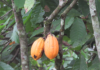 VADEMCO:  ‘Adding value to Liberian cocoa’