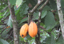 VADEMCO: ‘Adding value to Liberian cocoa’