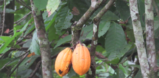 VADEMCO:  ‘Adding value to Liberian cocoa’
