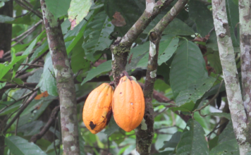VADEMCO: ‘Adding value to Liberian cocoa’