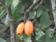 VADEMCO: ‘Adding value to Liberian cocoa’