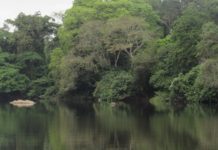 Liberia Supports International Forest Protection, Wants Climate Funding at COP30 Gola Forest