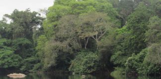Liberia makes efforts  to  meet Bonn Challenge, conclude consultation  on three new protected areas creation Gola Forest