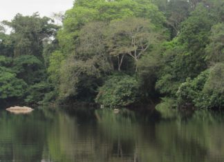 Liberia Supports International Forest Protection, Wants Climate Funding at COP30 Gola Forest